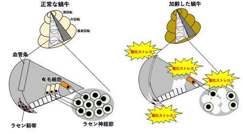 motohashi