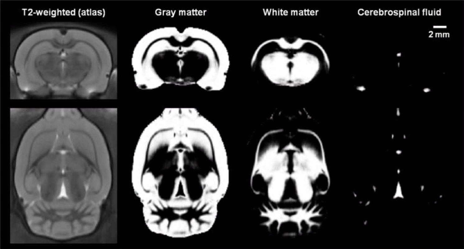 Rat MRI template