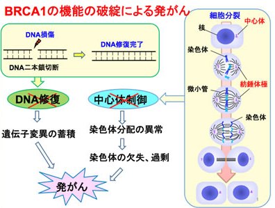 図１