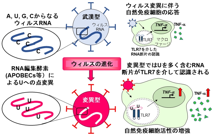 新しい亜種はより危険ですか?